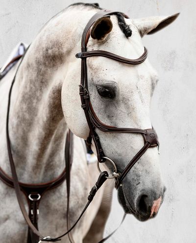 Atene, briglia marrone PS of Sweden