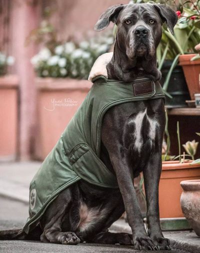 Dog Coat Waterproof Olive Green